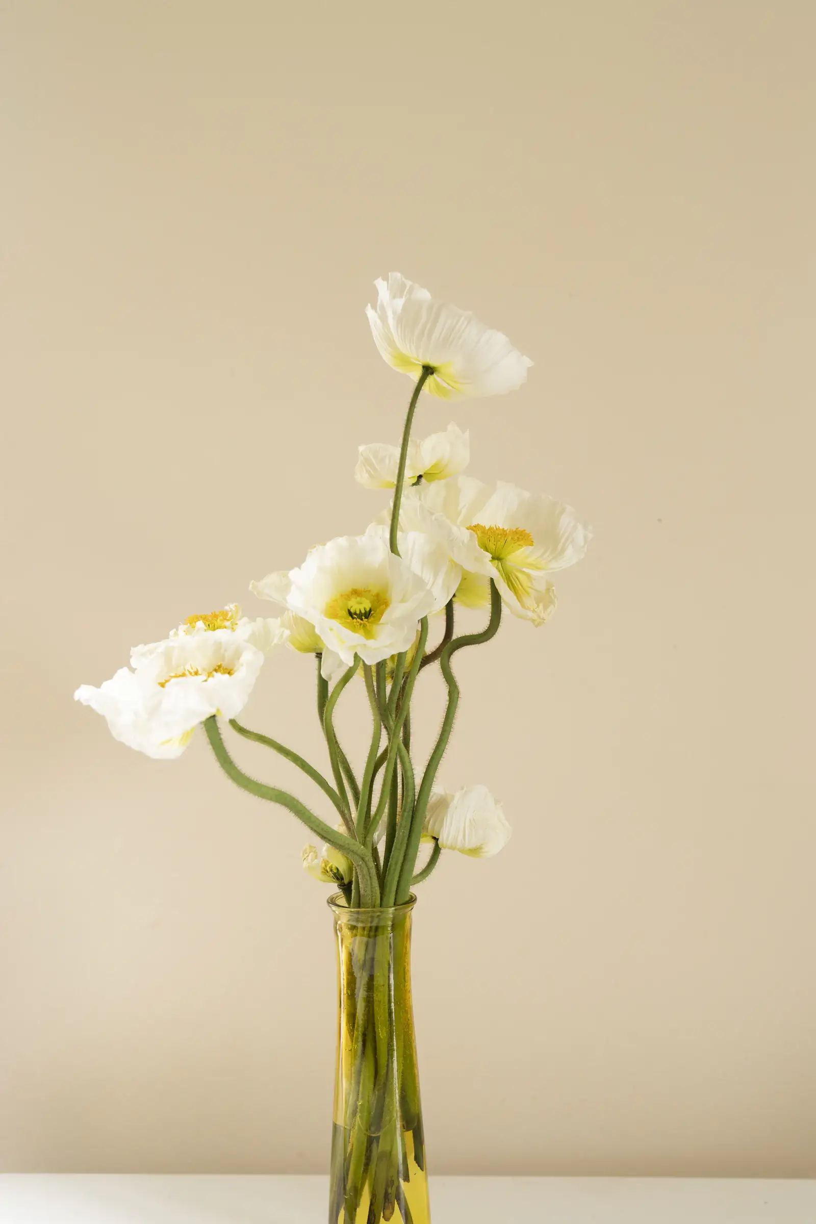 White poppies in a slim glass vase against a soft cream wall